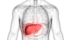 STress and your Liver in Traditional Chinese Medicine